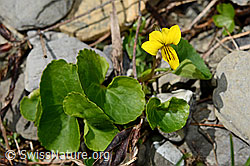 Gelbes Berg-Veilchen (Viola biflora) (C193586) Gelbes Berg-Veilchen (Viola biflora) (C193586)