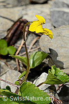 Gelbes Berg-Veilchen (Viola biflora) (C193591) Gelbes Berg-Veilchen (Viola biflora) (C193591)