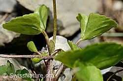 Gelbes Berg-Veilchen (Viola biflora) (C193594) Gelbes Berg-Veilchen (Viola biflora) (C193594)