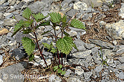 Kleine Brennnessel (Urtica urens) (C193600)