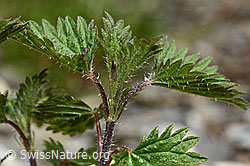 Kleine Brennnessel (Urtica urens) (C193602)