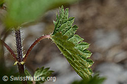 Kleine Brennnessel (Urtica urens) (C193608)