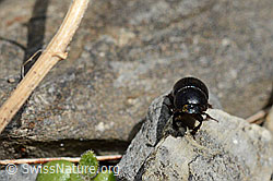 Aphodius fossor (C193613)