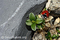 Siebenpunkt-Marienkäfer (Coccinella septempunctata) (C193618) Siebenpunkt-Marienkäfer (Coccinella septempunctata) (C193618)