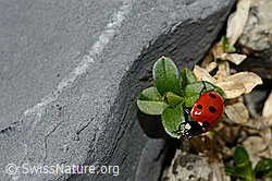 Siebenpunkt-Marienkäfer (Coccinella septempunctata) (C193619) Siebenpunkt-Marienkäfer (Coccinella septempunctata) (C193619)