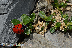 Siebenpunkt-Marienkäfer (Coccinella septempunctata) (C193621) Siebenpunkt-Marienkäfer (Coccinella septempunctata) (C193621)