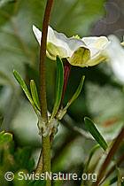 Alpen-Hahnenfuss (Ranunculus alpestris) (C193659) Alpen-Hahnenfuss (Ranunculus alpestris) (C193659)