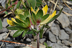 Alpen-Wundklee (Anthyllis vulneraria ssp. alpestris) (C193669) Alpen-Wundklee (Anthyllis vulneraria ssp. alpestris) (C193669)