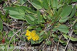Alpen-Wundklee (Anthyllis vulneraria ssp. alpestris) (C193671) Alpen-Wundklee (Anthyllis vulneraria ssp. alpestris) (C193671)