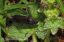 Photo: Ctenicera pectinicornis