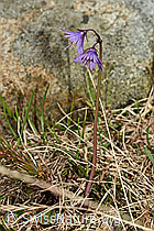 Soldanella alpina (C193964)