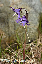 Soldanella alpina (C193965)