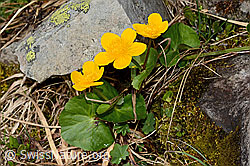 Sumpf-Dotterblume (Caltha palustris) (C193970) Sumpf-Dotterblume (Caltha palustris) (C193970)
