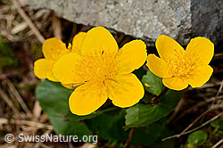 Sumpf-Dotterblume (Caltha palustris) (C193978) Sumpf-Dotterblume (Caltha palustris) (C193978)