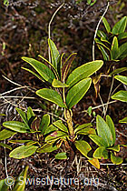 Rhododendron ferrugineum (C194018)