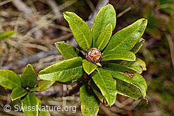 Rhododendron ferrugineum (C194019)