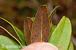 Rhododendron ferrugineum (C194020)