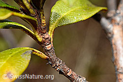 Rhododendron ferrugineum (C194023)