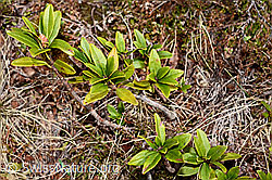 Rostblättrige Alpenrose (Rhododendron ferrugineum) (19.06.2021, C194024)