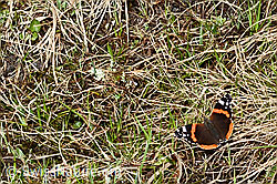 Admiral (Vanessa atalanta) (19.06.2021, C194026)