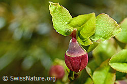 Heidelbeere (Vaccinium myrtillus) (C194089) Heidelbeere (Vaccinium myrtillus) (C194089)