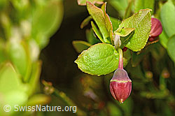Heidelbeere (Vaccinium myrtillus) (C194091) Heidelbeere (Vaccinium myrtillus) (C194091)