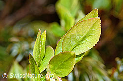 Heidelbeere (Vaccinium myrtillus) (C194093) Heidelbeere (Vaccinium myrtillus) (C194093)