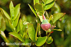 Heidelbeere (Vaccinium myrtillus) (C194094) Heidelbeere (Vaccinium myrtillus) (C194094)