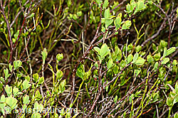 Heidelbeere (Vaccinium myrtillus) (C194096) Heidelbeere (Vaccinium myrtillus) (C194096)