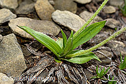 Berg-Wegerich (Plantago atrata) (C194111)