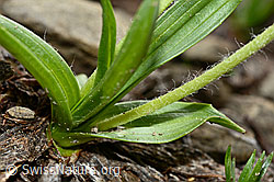 Berg-Wegerich (Plantago atrata) (C194113)