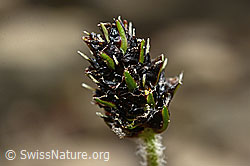 Berg-Wegerich (Plantago atrata) (C194115)