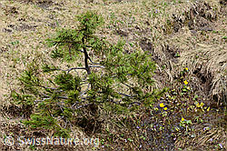 Bergföhre (Pinus mugo) (C194116)