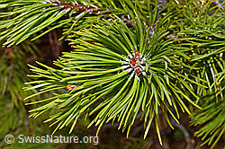 Bergföhre (Pinus mugo) (C194118)