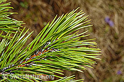 Bergföhre (Pinus mugo) (C194119)