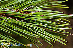 Bergföhre (Pinus mugo) (C194120)