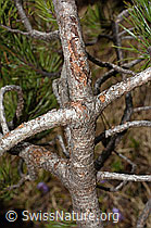 Bergföhre (Pinus mugo) (C194122)