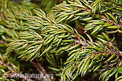 Juniperus communis subsp. saxatilis (C194126)