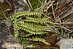 Grünstieliger Streifenfarn (Asplenium viride) (19.06.2021, C194136)
