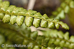 Asplenium viride (C194138)