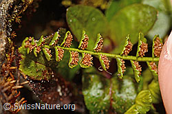 Asplenium viride (C194146)
