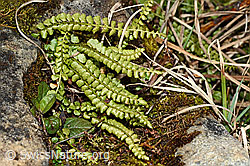 Asplenium viride (C194148)