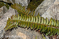 Lanzenfarn (Polystichum lonchitis) (C194158) Lanzenfarn (Polystichum lonchitis) (C194158)