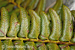 Lanzenfarn (Polystichum lonchitis) (C194159) Lanzenfarn (Polystichum lonchitis) (C194159)