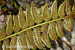 Lanzenfarn (Polystichum lonchitis) (C194160) Lanzenfarn (Polystichum lonchitis) (C194160)