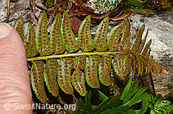 Lanzenfarn (Polystichum lonchitis) (C194162) Lanzenfarn (Polystichum lonchitis) (C194162)