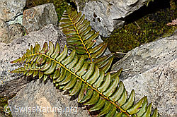 Lanzenfarn (Polystichum lonchitis) (C194163) Lanzenfarn (Polystichum lonchitis) (C194163)