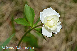 Eisenhutblättriger Hahnenfuss (Ranunculus aconitifolius) (C194174) Eisenhutblättriger Hahnenfuss (Ranunculus aconitifolius) (C194174)