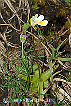 Pinguicula alpina (C194260)