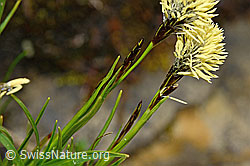 C194262: Frühlings-Segge (Carex caryophyllea)
